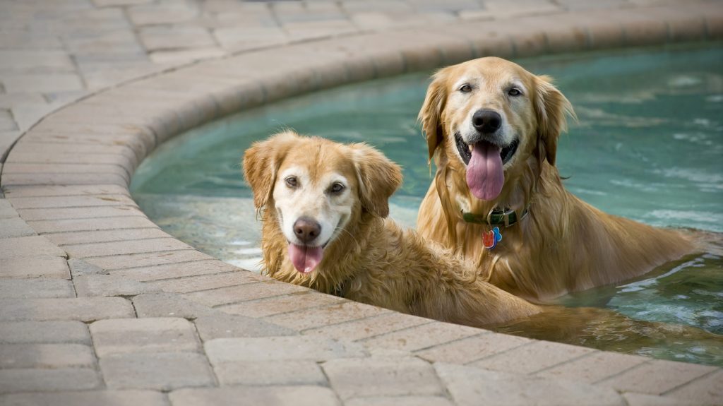 two happy Golden Retriever dogs, enjoying a swim in a backyard pool