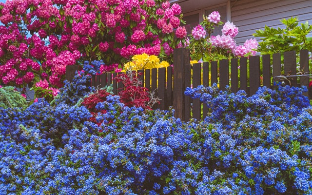 Colorful flowers in the backyard.
